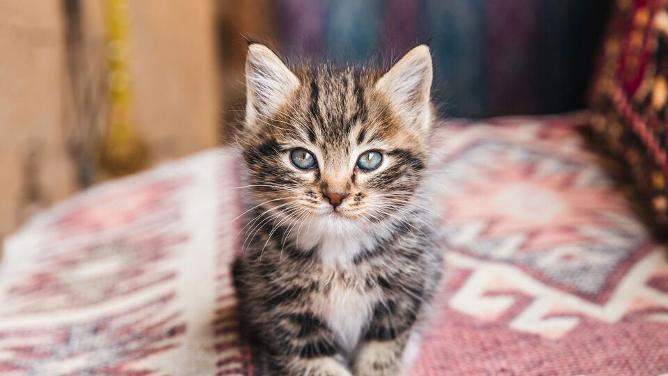 В кафе животных можно погладить за деньги