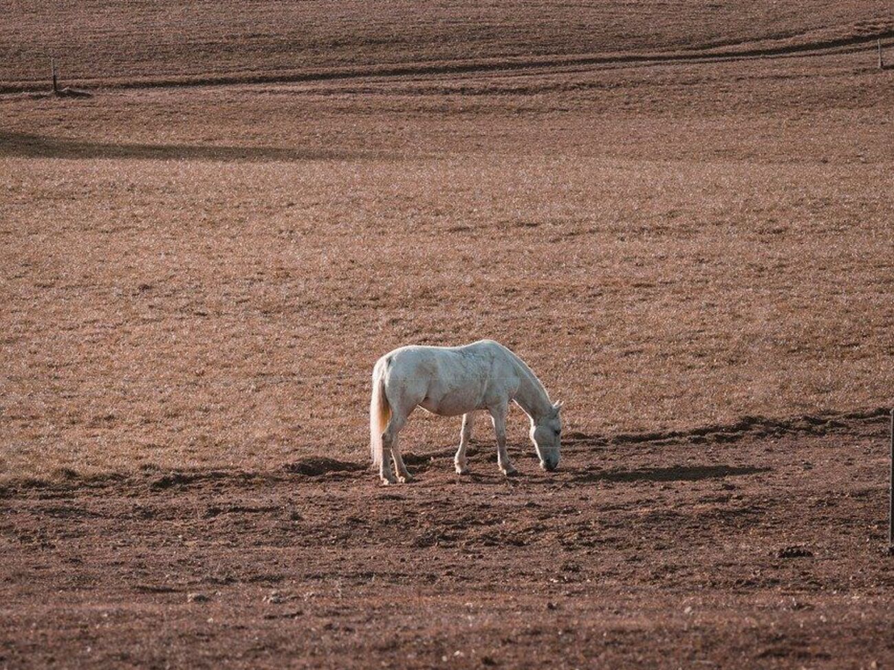 В ВСУ отметили, что лошадей жалко