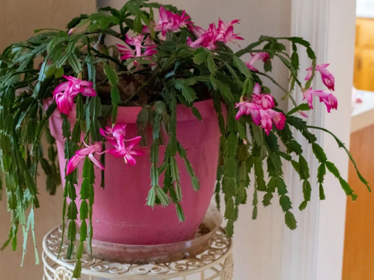 Опаданию бутонов на рождественском кактусе можно помешать