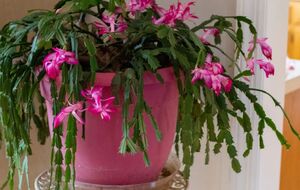 Опаданию бутонов на рождественском кактусе можно помешать