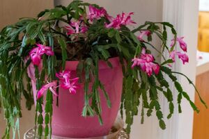 Опаданию бутонов на рождественском кактусе можно помешать