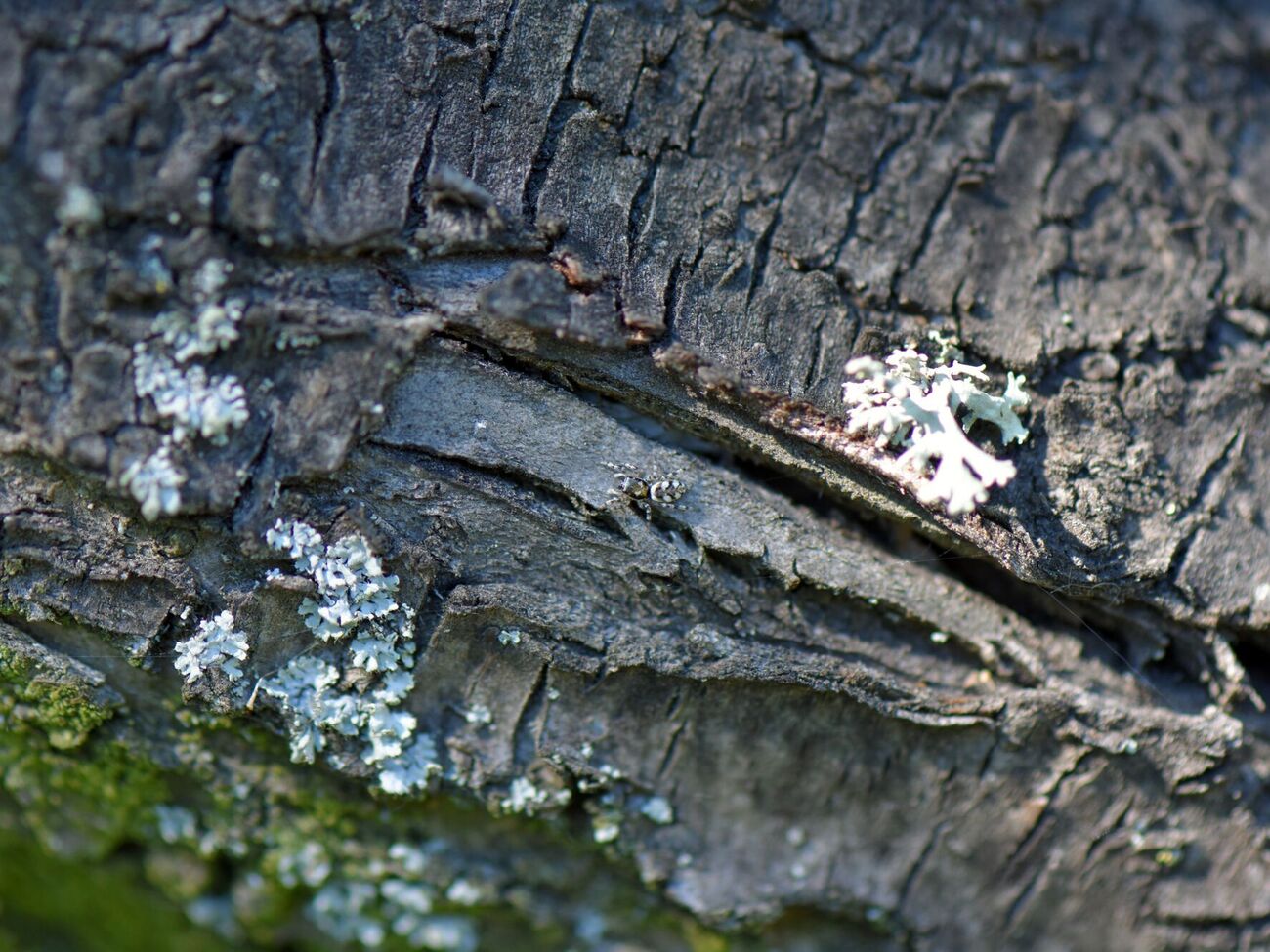 Побелка отражает зимнее солнце и не дает коре перегреваться днем