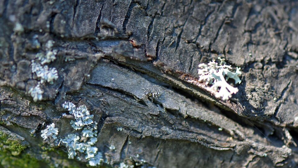 Побелка отражает зимнее солнце и не дает коре перегреваться днем