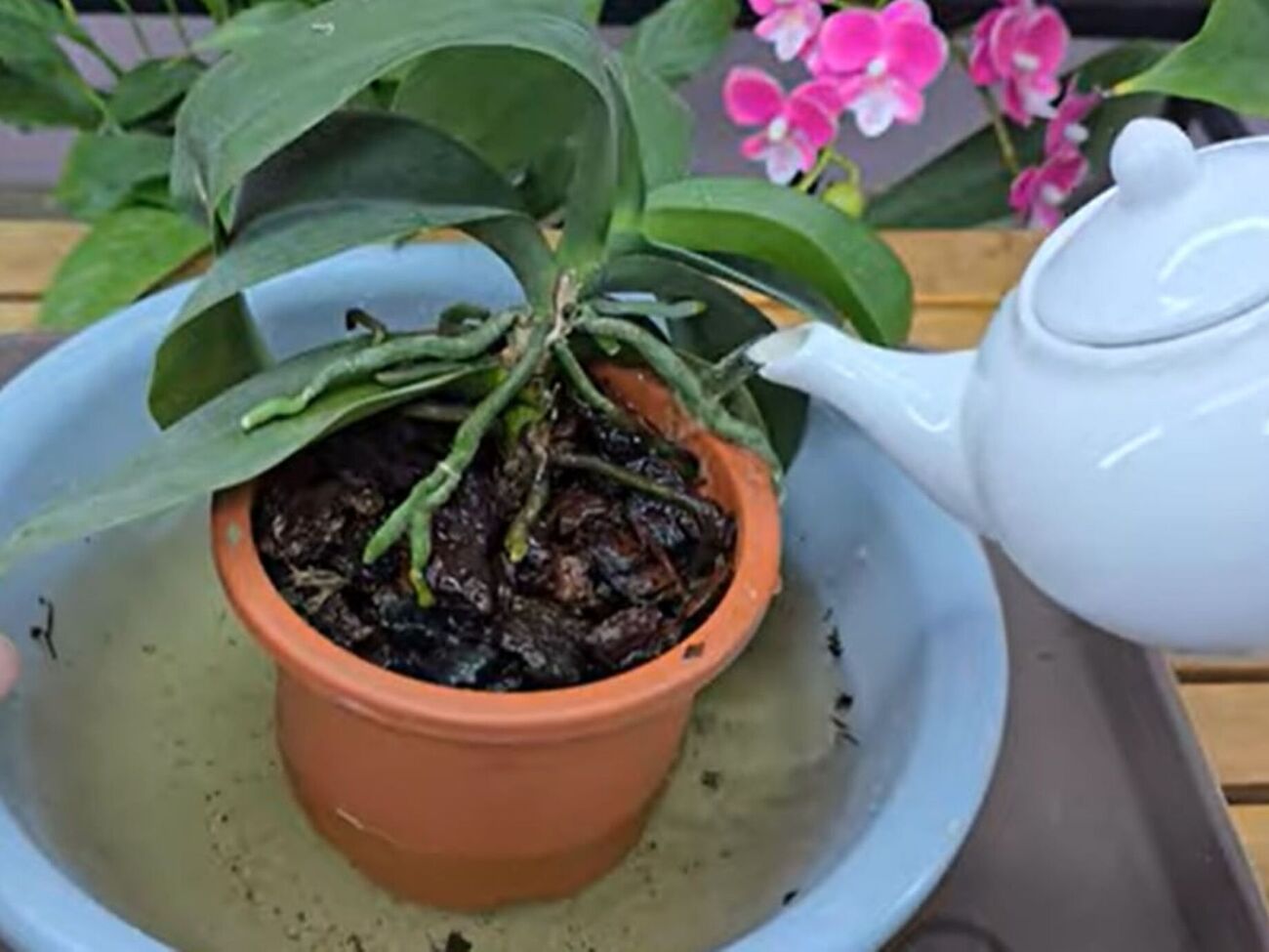 Орхидею нужно поливать медленно