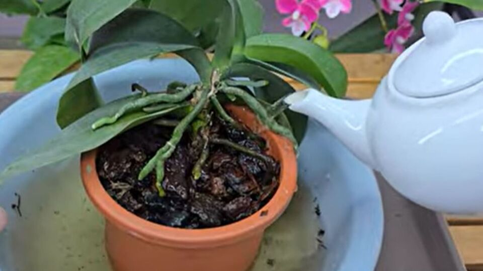 Орхидею нужно поливать медленно