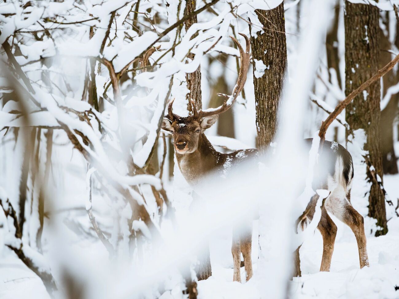 В Лапландии на ферме почти каждый день находят мертвых оленей