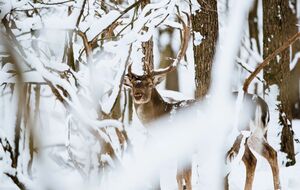 В Лапландии на ферме почти каждый день находят мертвых оленей