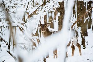 В Лапландии на ферме почти каждый день находят мертвых оленей