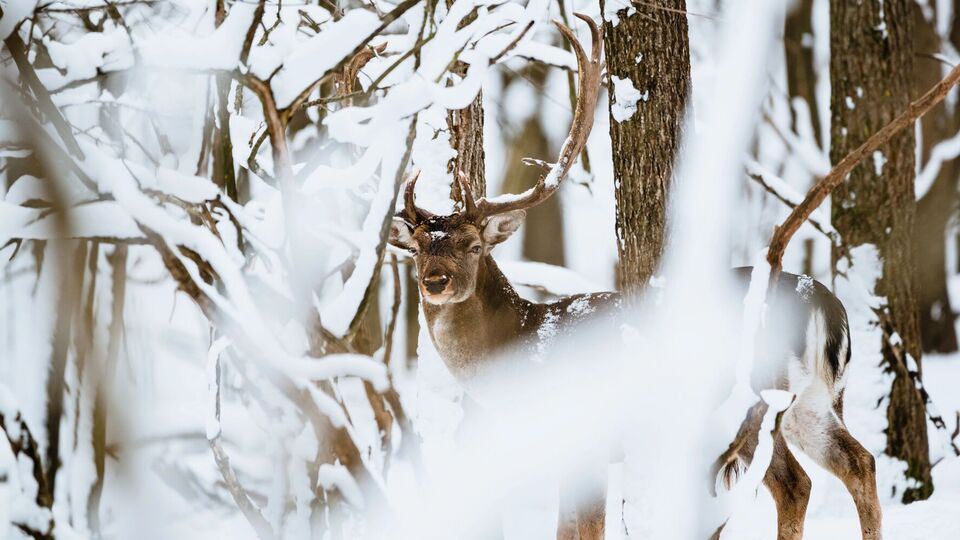 В Лапландии на ферме почти каждый день находят мертвых оленей