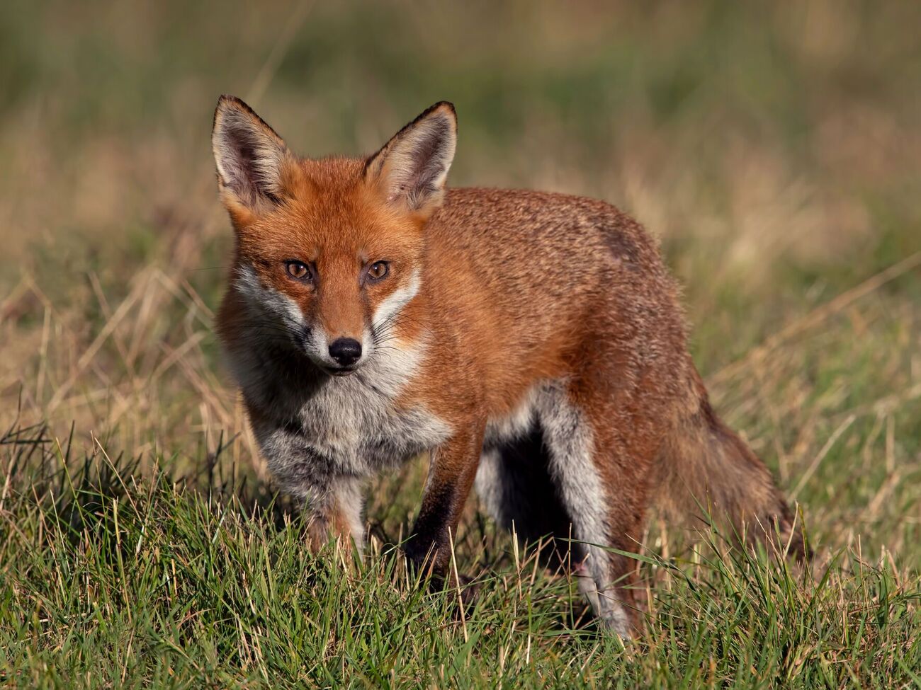 55-летняя женщина приобрела лису через интернет