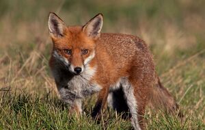 55-летняя женщина приобрела лису через интернет