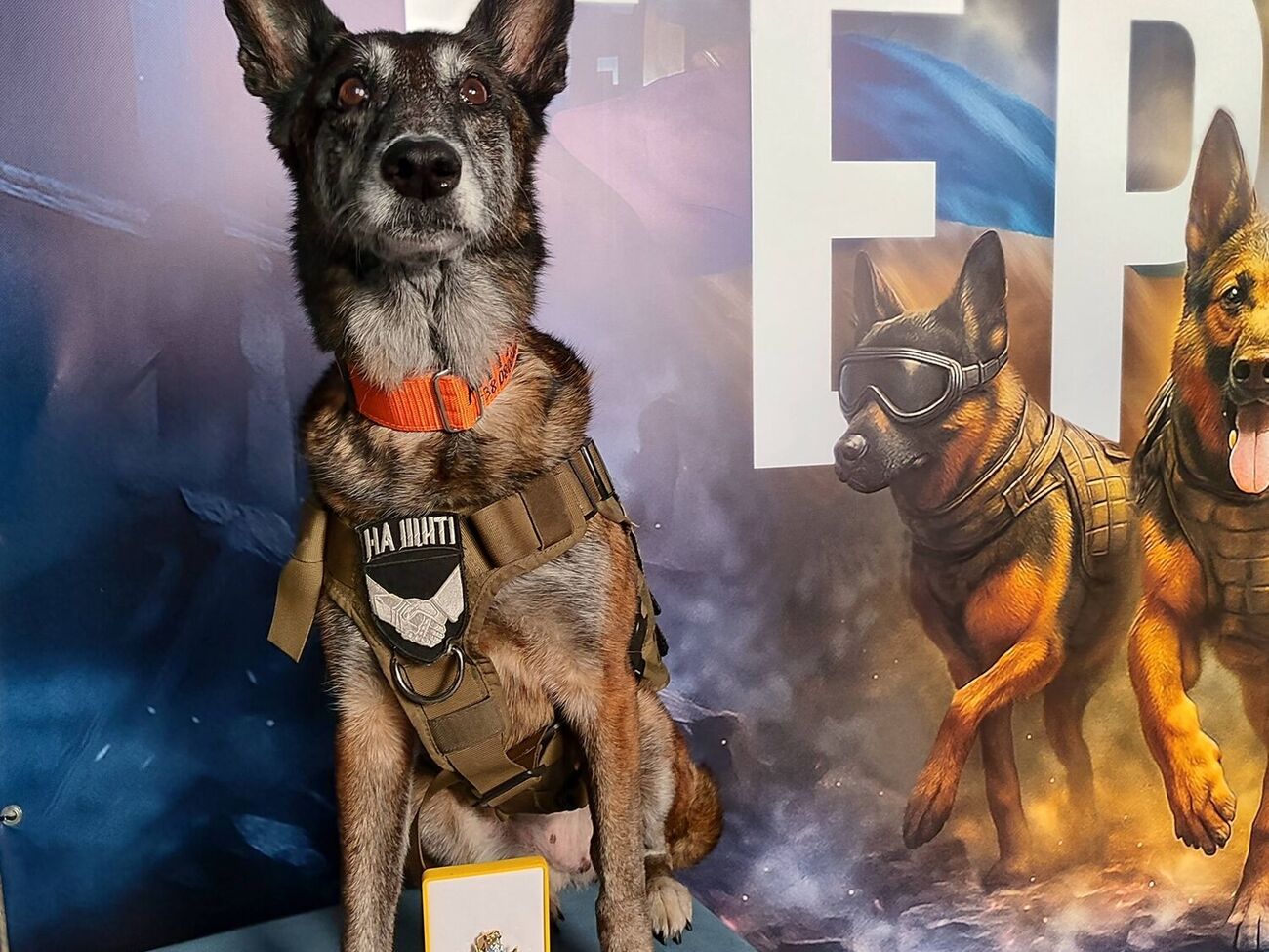 За час роботи в кінологічному загоні "Антарєс" Спаркі розшукала понад 200 тіл загиблих, розповіла його керівниця