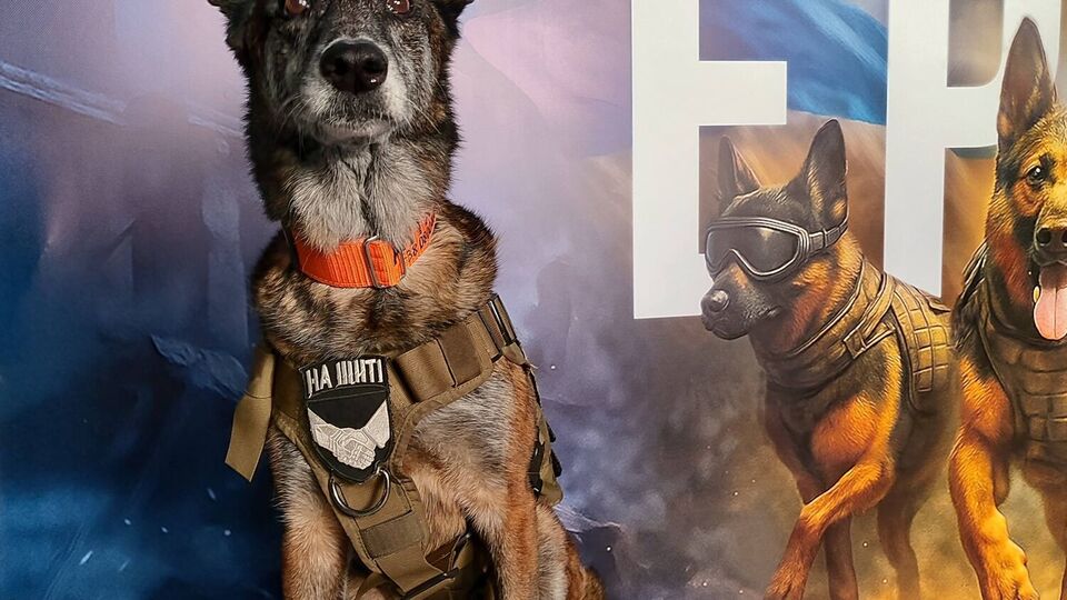 За время работы в кинологическом отряде "Антарес" Спарки разыскала более 200 тел погибших, рассказала его руководитель