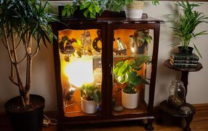 У кімнатній оранжереї набагато зручніше вирощувати вибагливі рослини