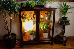 В комнатной оранжерее гораздо удобнее выращивать привередливые растения