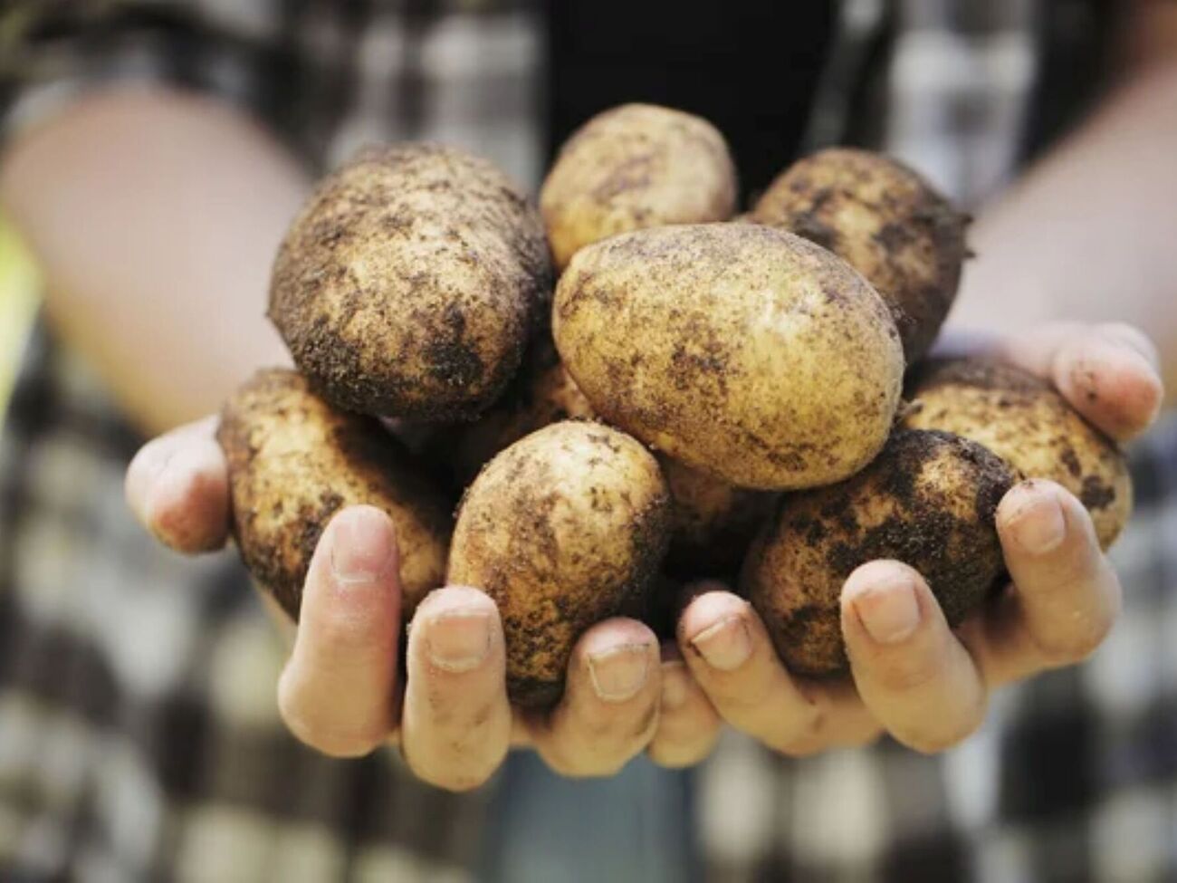 Для посадки нужно выбирать лучшие сорта