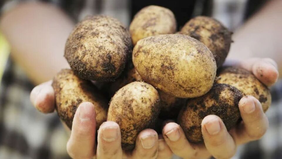 Для посадки нужно выбирать лучшие сорта