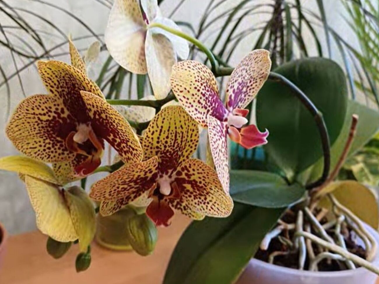 Главное условие обильного цветения орхидей – наличие у нее зеленой массы и здоровых корней