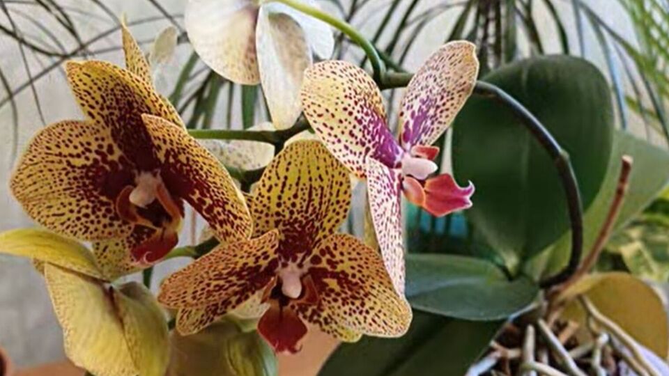 Главное условие обильного цветения орхидей – наличие у нее зеленой массы и здоровых корней