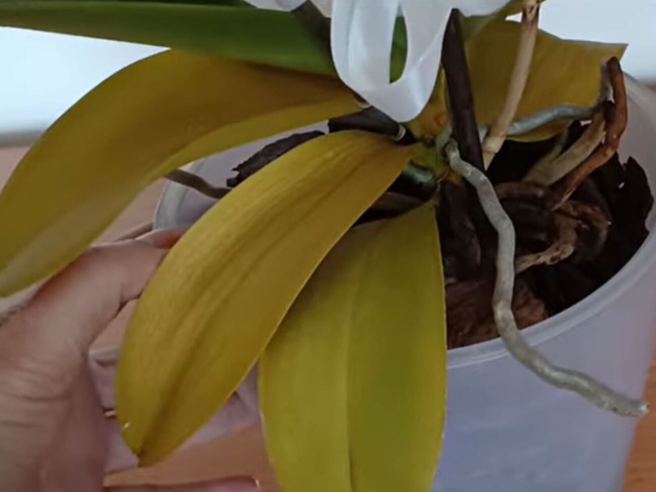 Больное растение может отдать все свои силы на цветение и не выдержать такой нагрузки