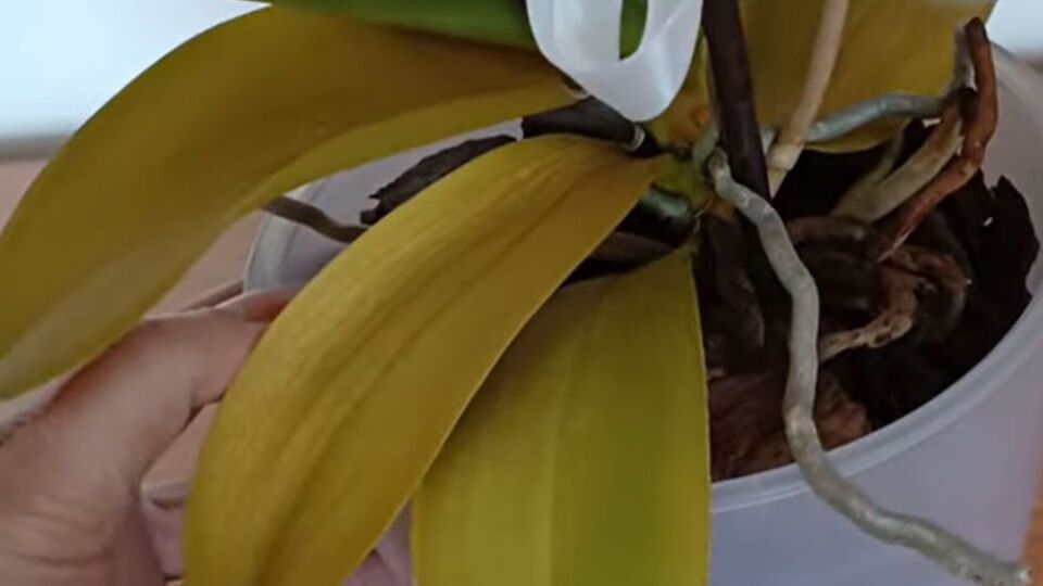 Больное растение может отдать все свои силы на цветение и не выдержать такой нагрузки