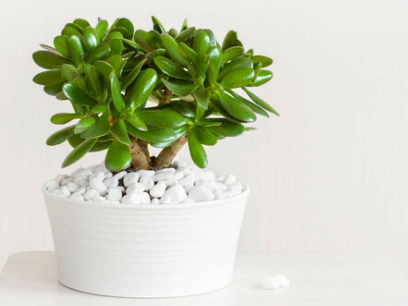 Из денежного дерева можно сформировать стильное растение