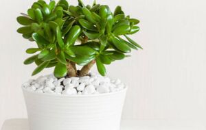 Из денежного дерева можно сформировать стильное растение