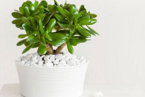 Из денежного дерева можно сформировать стильное растение