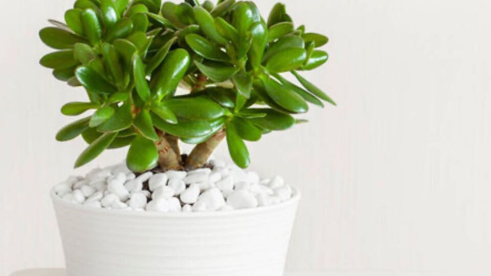 Из денежного дерева можно сформировать стильное растение