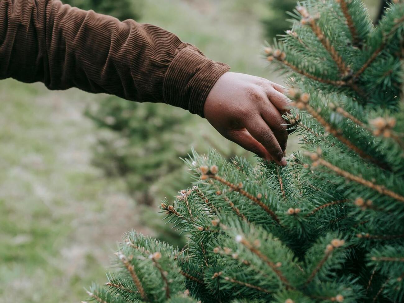 По информации Opendatabot, по состоянию на середину декабря продано всего 39,8 тыс. елок – на 11% меньше, чем в прошлом