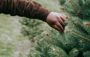 По информации Opendatabot, по состоянию на середину декабря продано всего 39,8 тыс. елок – на 11% меньше, чем в прошлом