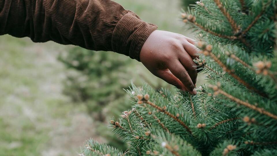 По информации Opendatabot, по состоянию на середину декабря продано всего 39,8 тыс. елок – на 11% меньше, чем в прошлом