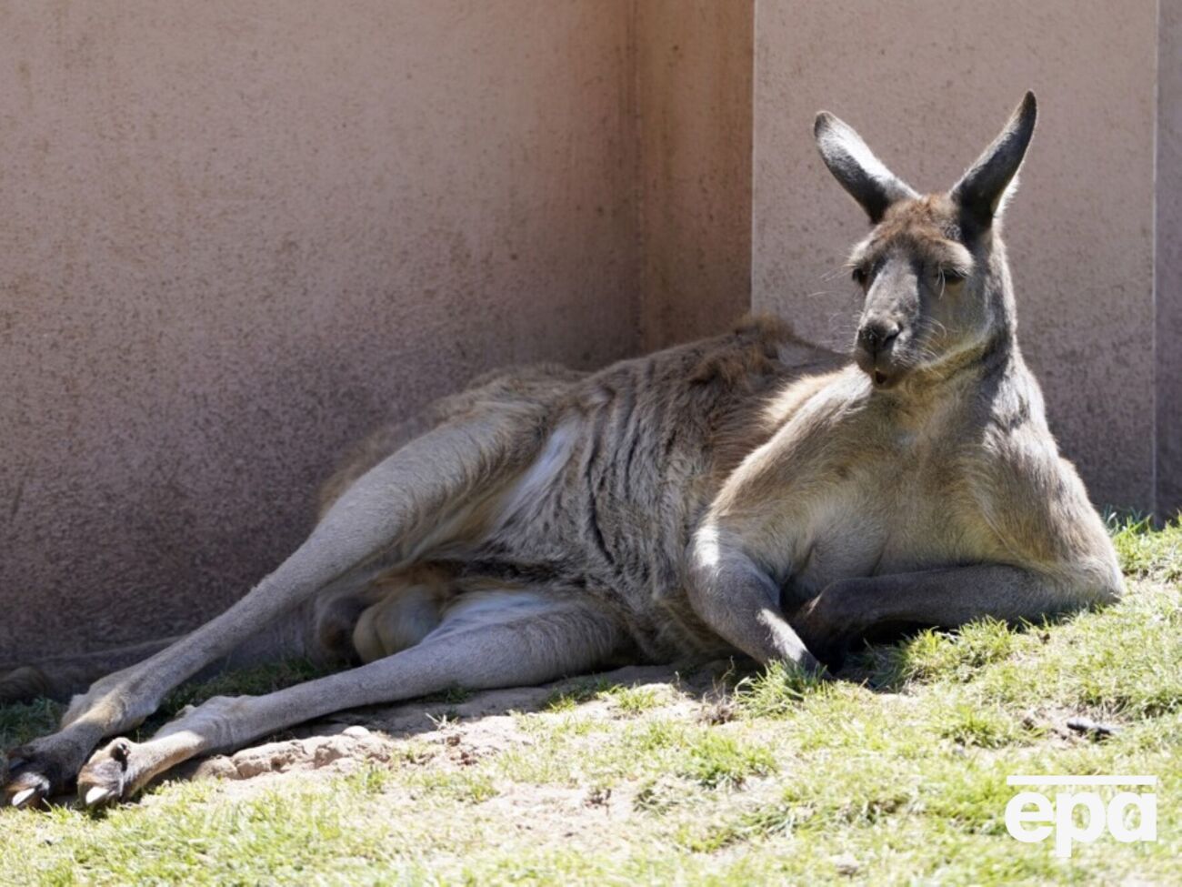 Із першої спроби впіймати Скіпа не вдалося
