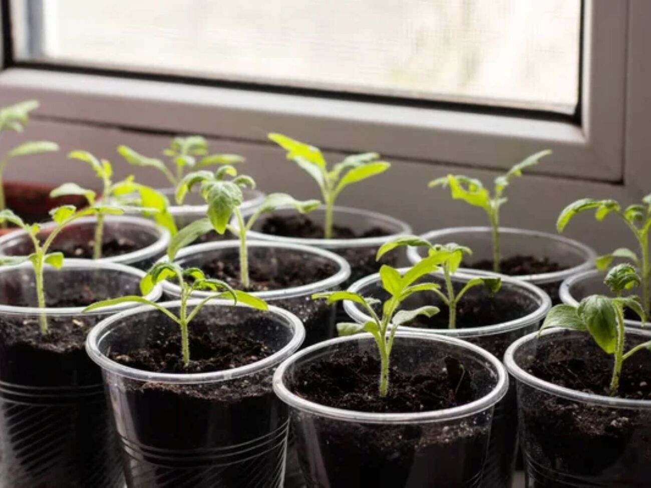 Перед тем как посеять семена, нужно выбрать подходящий грунт