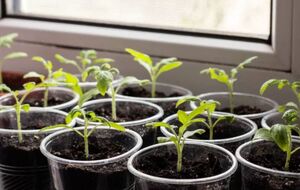 Перед тим як посіяти насіння, потрібно обрати відповідний ґрунт