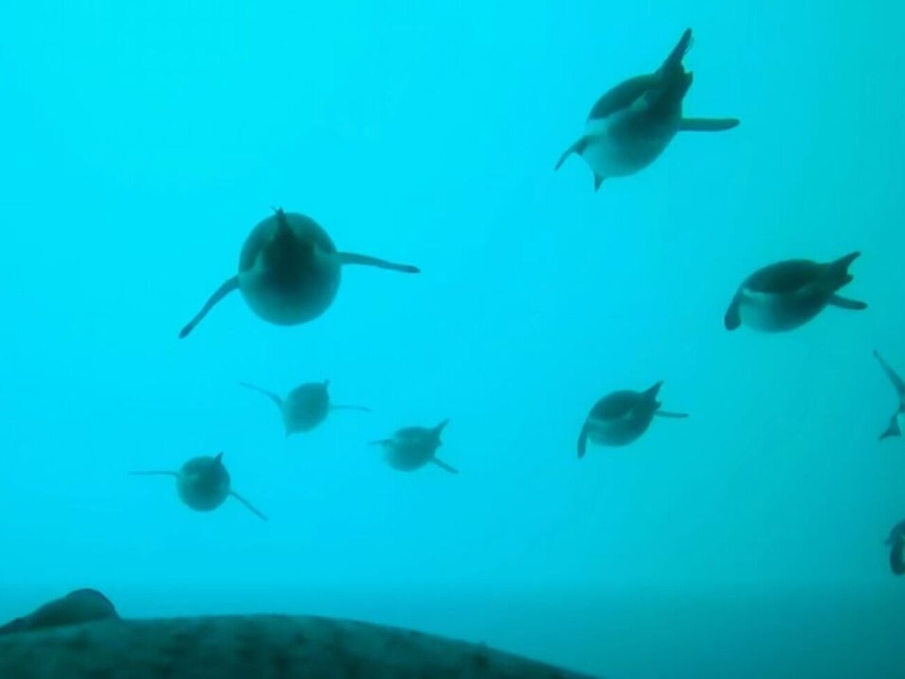 Полярники показали трехминутный ролик