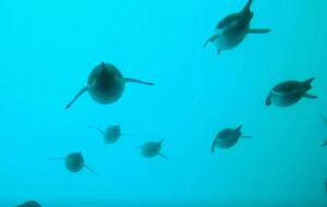 Полярники показали трехминутный ролик