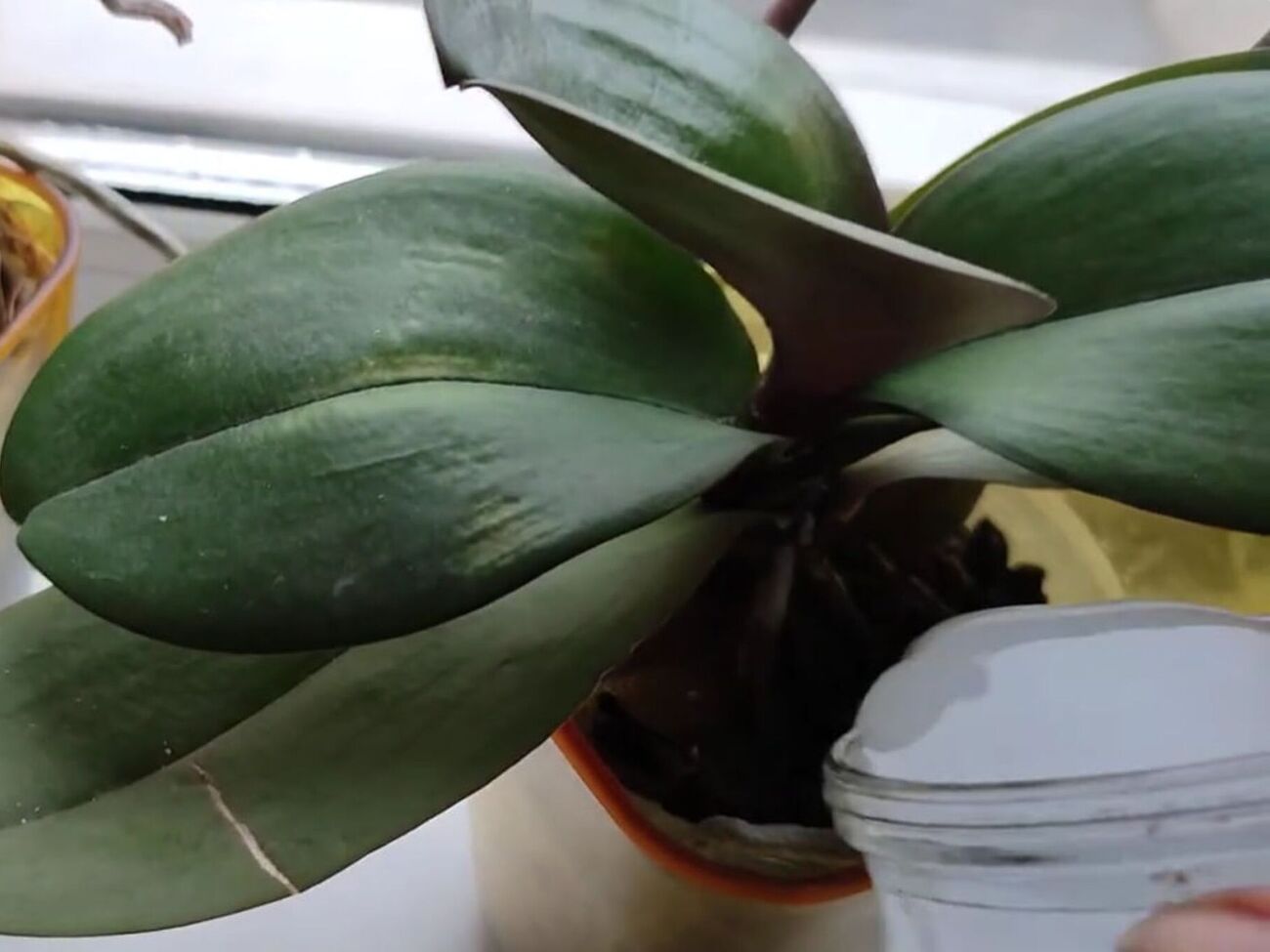 Орхидеи нужно поливать молочным настоем раз в две недели