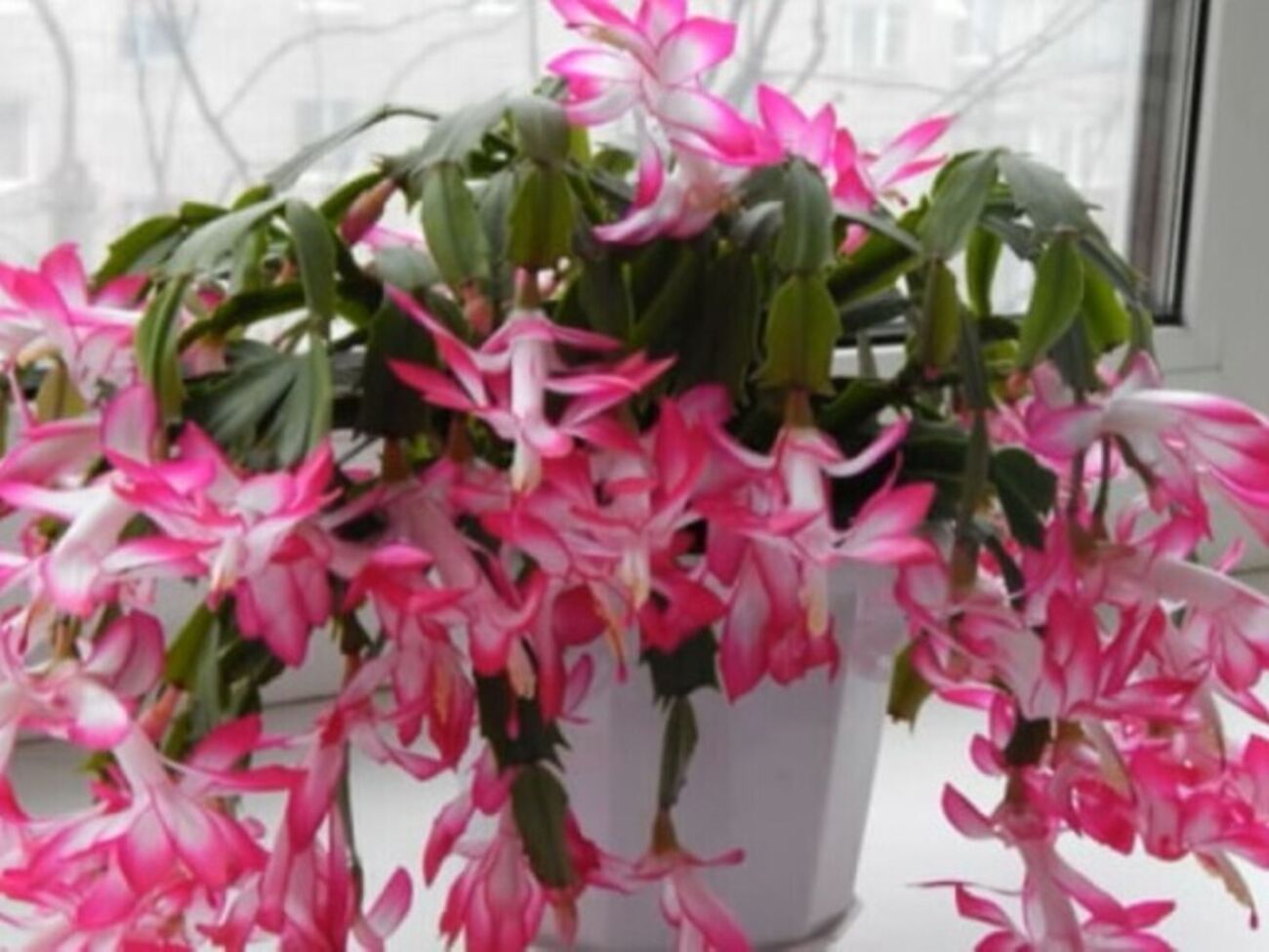 Зимой, во время цветения, достаточно минимальной подкормки раз в месяц