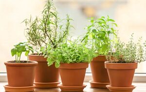 Дома можно выращивать различную зелень