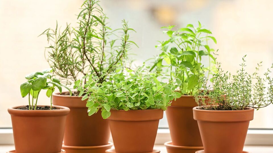 Удома можна вирощувати різну зелень
