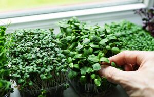 Для выращивания зелени нужно достаточно света