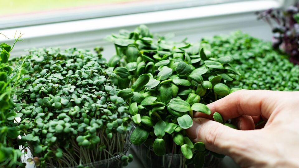 Для вирощування зелені потрібно достатньо світла