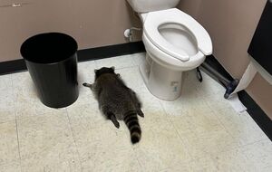 "Зломщика" виявили на місці злочину