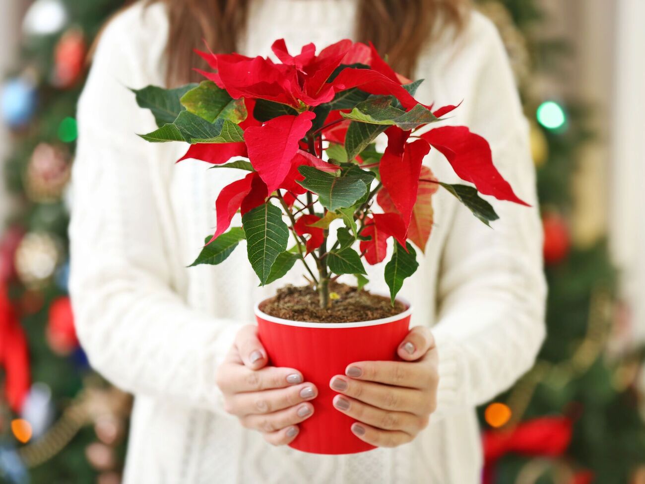 С этими советами пуансетия будет цвести каждый год