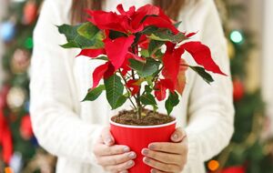 С этими советами пуансетия будет цвести каждый год
