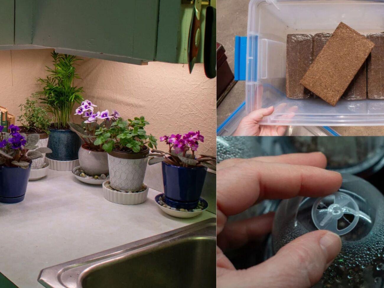 Эти пять вещей значительно облегчают уход за растениями