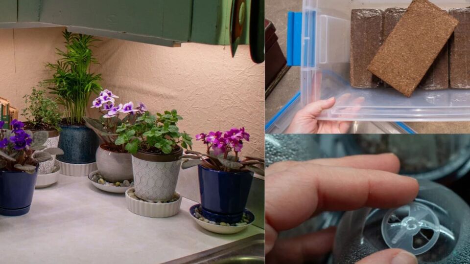 Эти пять вещей значительно облегчают уход за растениями