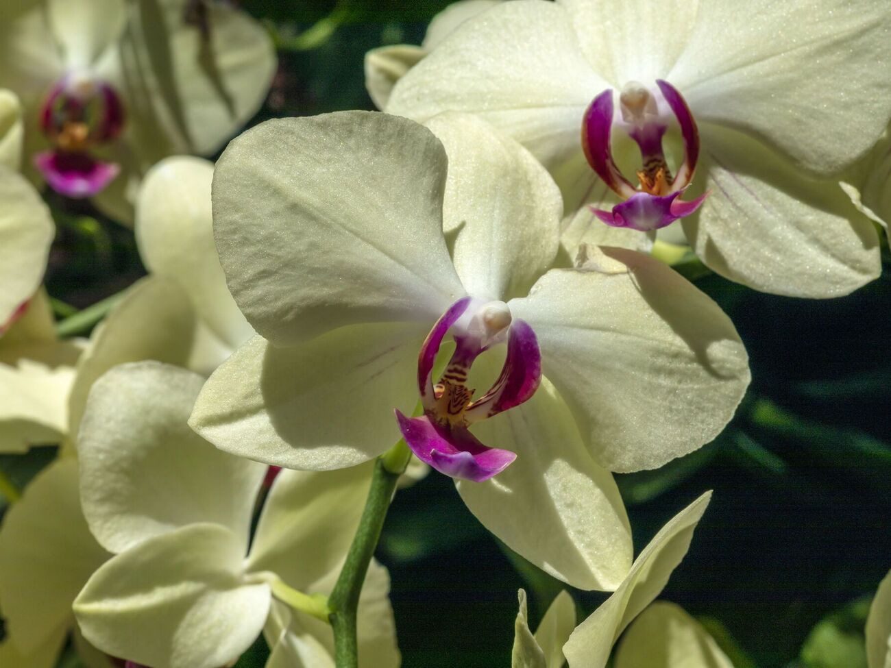 Орхидея гарантированно расцветет