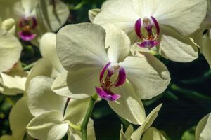 Орхидея гарантированно расцветет